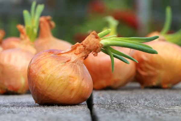 Kraken tor onion зеркало